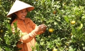 C-Farm 'harvests sweet fruit' from advanced technology